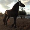 Πωληθέντα άλογα - Αρσενικό πουλάρι Friesian - 2.5 ετών