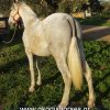 Άλογα προς πώληση - Bianca - Ισπανική φοράδα 6 ετών