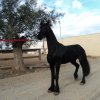 Πωληθέντα άλογα - Douwina - Φοράδα Friesian