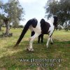 Άλογα προς πώληση - Helga - φοράδα barock pinto 9 ετών