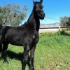 Πωληθέντα άλογα - Maisy - Friesian Πουλάρα 1 έτους