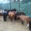 Πωληθέντα άλογα - Ponny