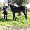 Πωληθέντα άλογα - Super φοραδίτσα - 14 μηνών - Προβλεπόμενο πάνω από 1,65