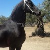 Άλογα προς πώληση - Xandra - Φοράδα Friesian 9 ετών