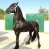 Επιβήτορας Friesian stallion - Αναβάτης Τίμος Γκοσδής