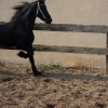 Πωληθέντα άλογα - Alvel Val Oerte-Επιβήτορας Friesian Stallion