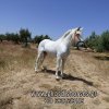 Άλογα προς πώληση - Ισπανικός επιβήτορας - 10 ετών
