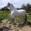 Άλογα προς πώληση - Barbi - Ισπανική φοράδα 9 ετών