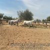 Άλογα προς πώληση - Baricada - Τσίλικη Ισπανική φοράδα 8 ετών