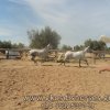Άλογα προς πώληση - Baricada - Τσίλικη Ισπανική φοράδα 8 ετών