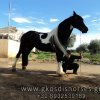 Πωληθέντα άλογα - Cimarosa- Barock Pinto Ster Mare - 7 ετών, 1.70εκ + Dressage