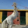 Άλογα προς πώληση - Dandi - Ισπανικός επιβήτορας