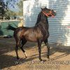 Πωληθέντα άλογα - Deseada - Ισπανική φοράδα PRE