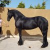 Άλογα προς πώληση - Φοράδα Friesian 10 ετών (Fellen 422)