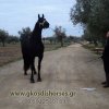 Άλογα προς πώληση - Edou - Friesian φοράδα 3,5 ετών