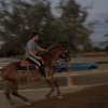 Πωληθέντα άλογα - Φοράδα  Apaloosa Classic