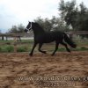 Πωληθέντα άλογα - Friesian φοράδα 4 ετών έγκυος