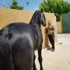 Άλογα προς πώληση - Friesian επιβήτορας 3 ετών (Epke 474)