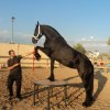 Πωληθέντα άλογα - Φοράδα Friesian -  εκπαιδευμένη
