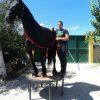 Πωληθέντα άλογα - Φοράδα Friesian -  εκπαιδευμένη