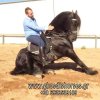 Άλογα προς πώληση - Gerben - Επιβήτορας Friesian υψηλής εκπαίδευσης (Beart 411)