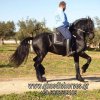 Άλογα προς πώληση - Gerben - Επιβήτορας Friesian υψηλής εκπαίδευσης (Beart 411)