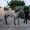 Πωληθέντα άλογα - Gordo - Ισπανικό πουλάρι 2 ετών