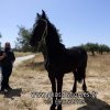 Άλογα προς πώληση - Ingrid - Friesian πουλάρα 2 ετών