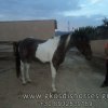 Πωληθέντα άλογα - Πιντο φοράδα 3 ετών