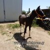 Άλογα προς πώληση - Πουλάρι πίντο - 7 μηνών