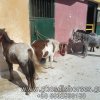 Άλογα προς πώληση - Pony - Φθινόπωρο 2013