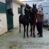 Πωληθέντα άλογα - Πουλάρα Friesian 8 μηνών
