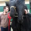 Πωληθέντα άλογα - Πουλάρι Friesian - 1 έτους