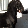 Πωληθέντα άλογα - Πουλάρα Friesian 6 μηνών