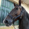 Πωληθέντα άλογα - Zardel - Φοράδα KWPN 5 ετών εκπαιδευμένη