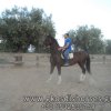 Πωληθέντα άλογα - Zardel - Φοράδα KWPN 5 ετών εκπαιδευμένη
