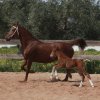 Πωληθέντα άλογα - Ziamana - Φοράδα KWPN
