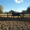 Άλογα προς πώληση - Zonka - Πολύ ψηλή φοράδα Friesian 5 ετών ζεμένη